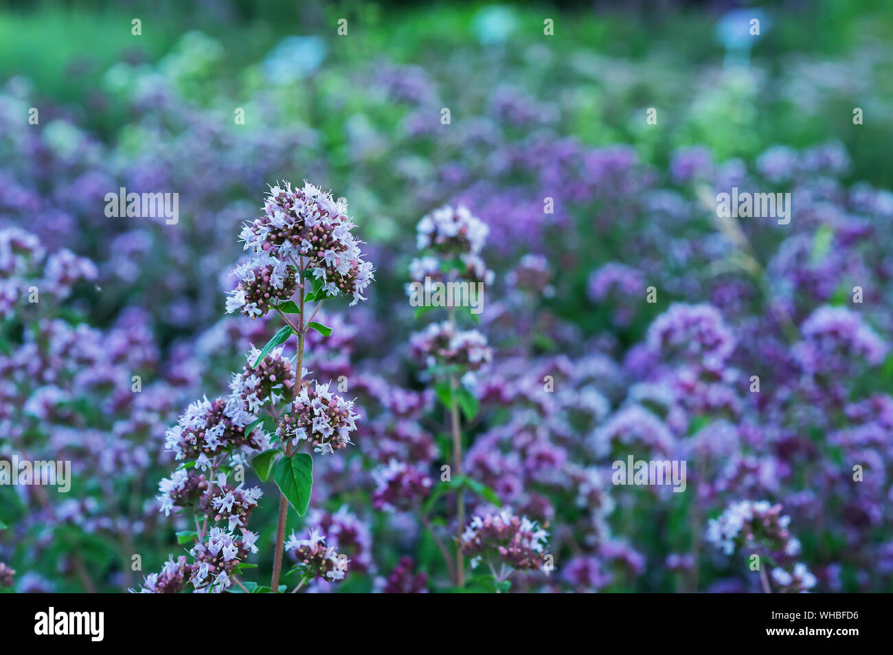 Thyme ordinary in the summer garden. Lilac flowers thyme Stock Photo