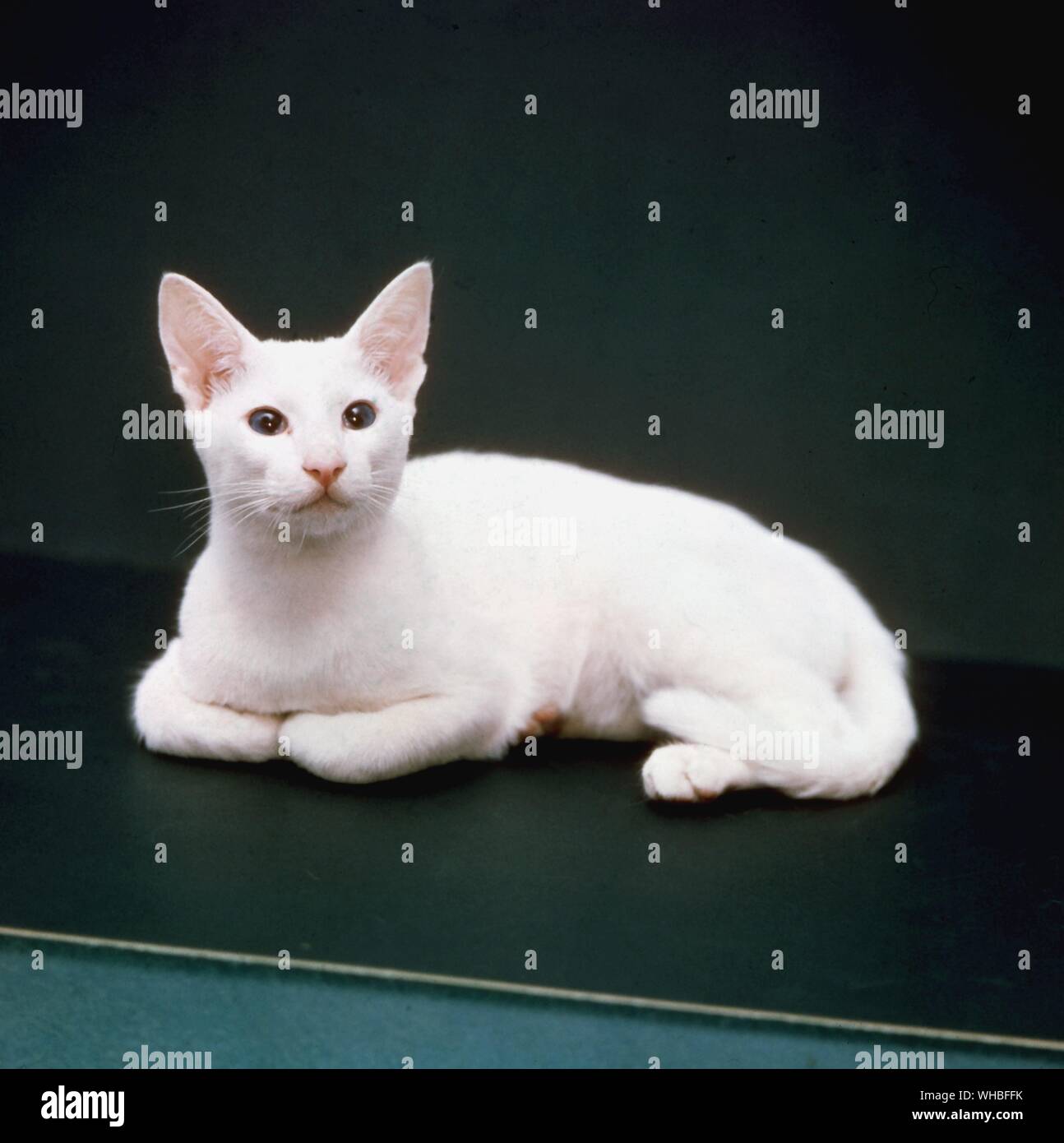 Foreign white Cat Stock Photo