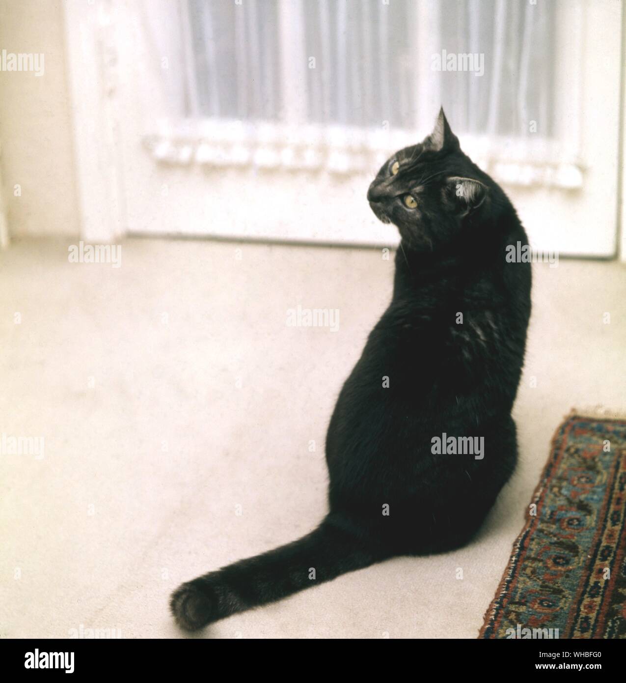 Shorthaired smoke cat Stock Photo