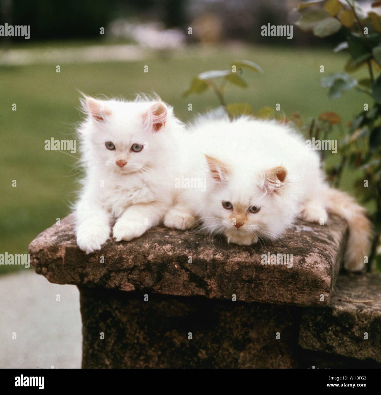 Red Point Kittens Stock Photo