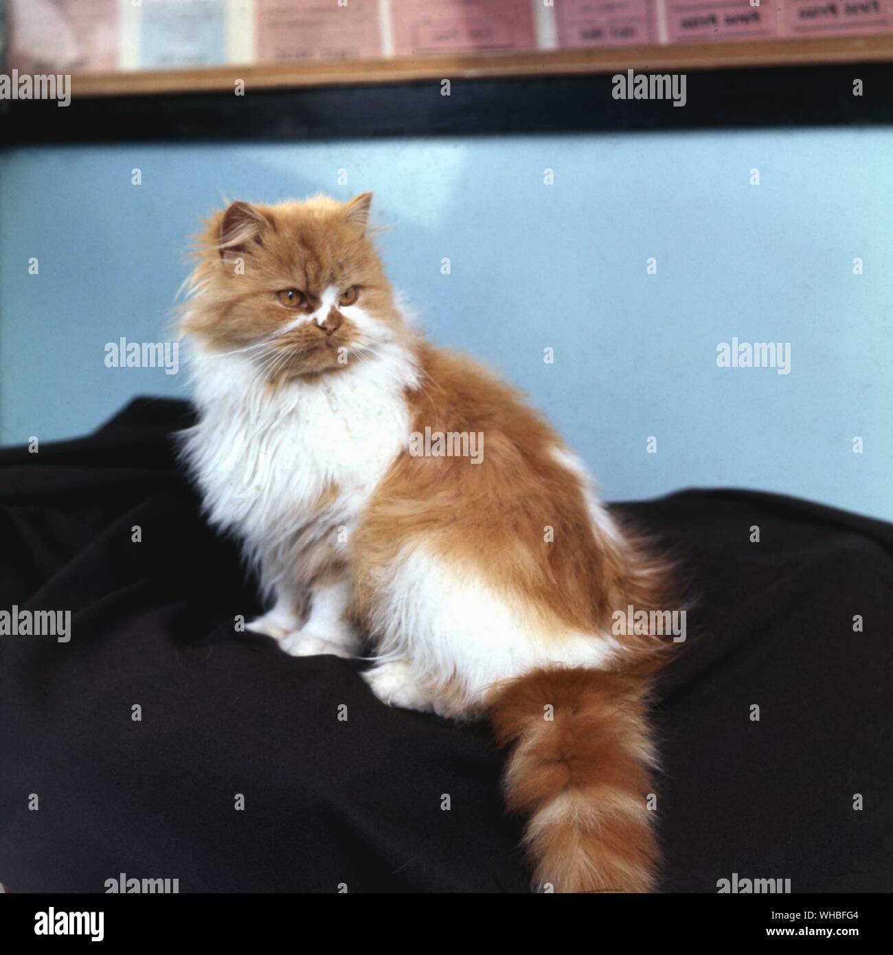 Longhair bicolour Cat Stock Photo