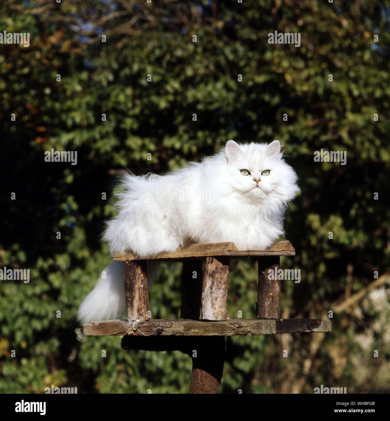 Chinchilla Cat Stock Photo