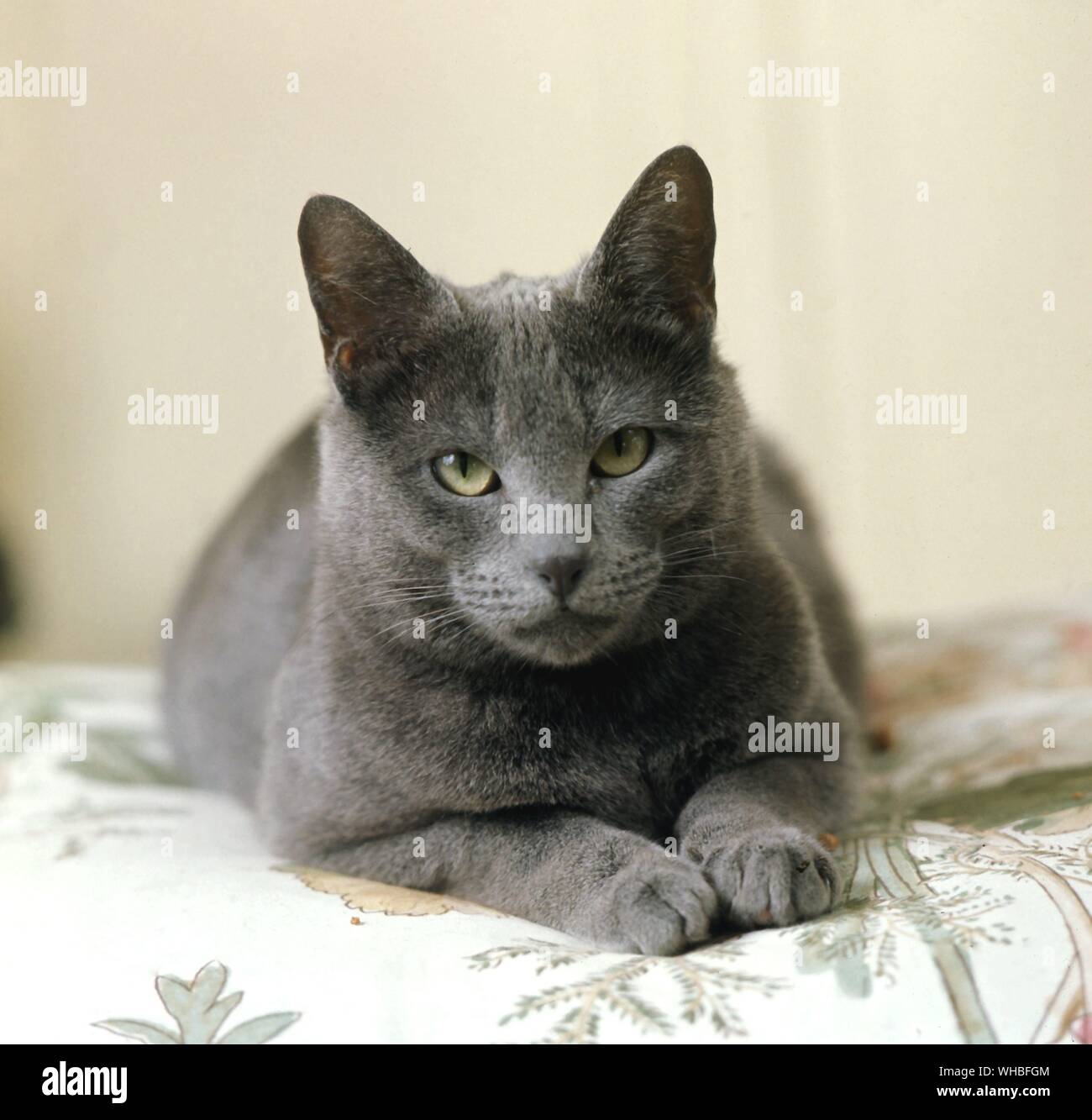 Russian Blue Cat Stock Photo