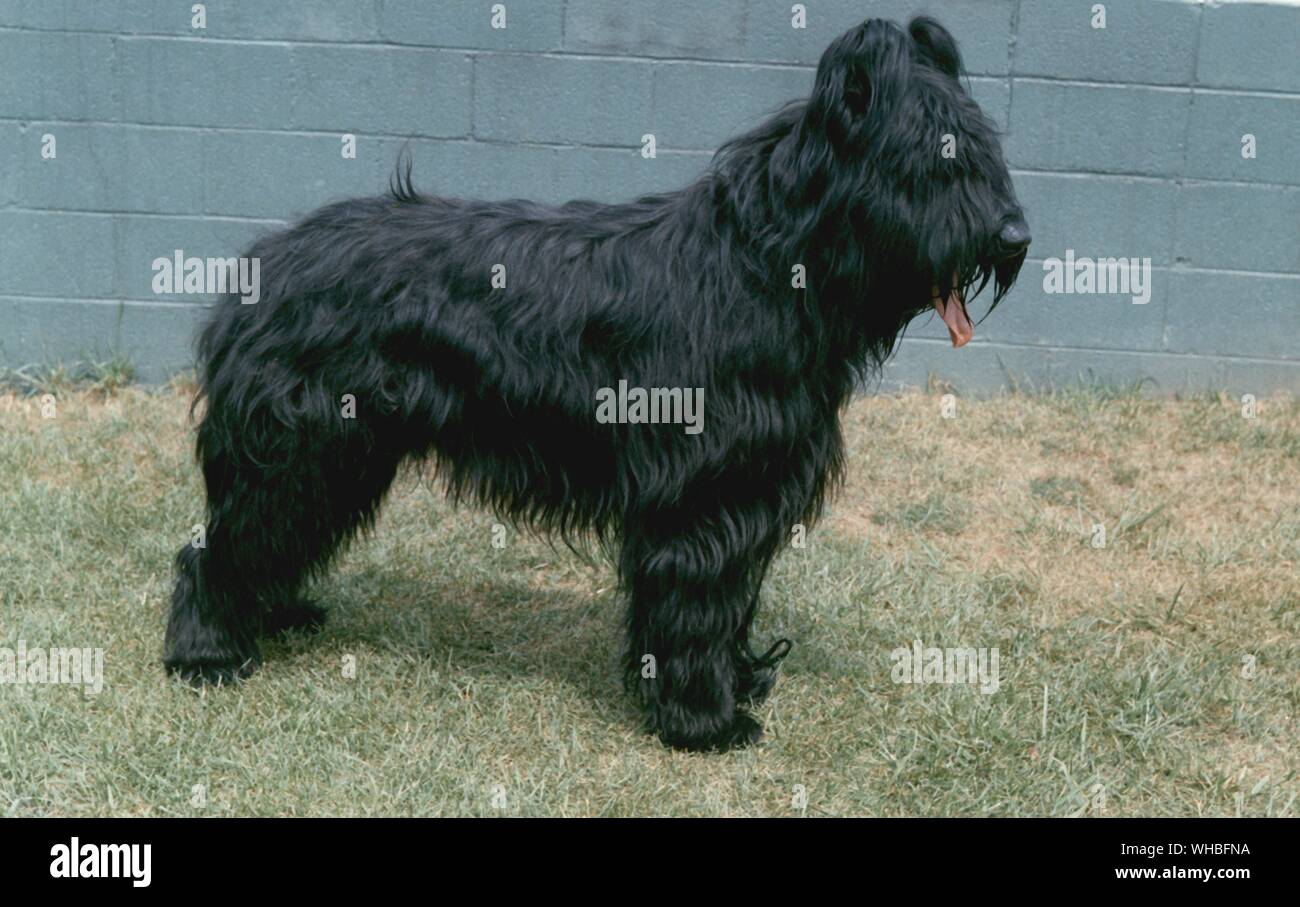 Briard Stock Photo