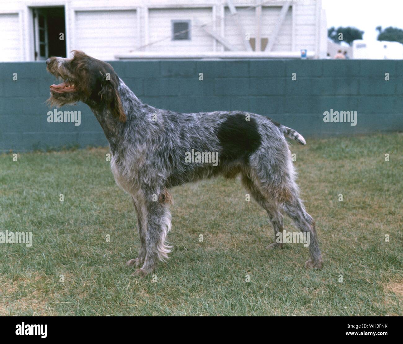 German Wirehaired Pointer Stock Photo Alamy