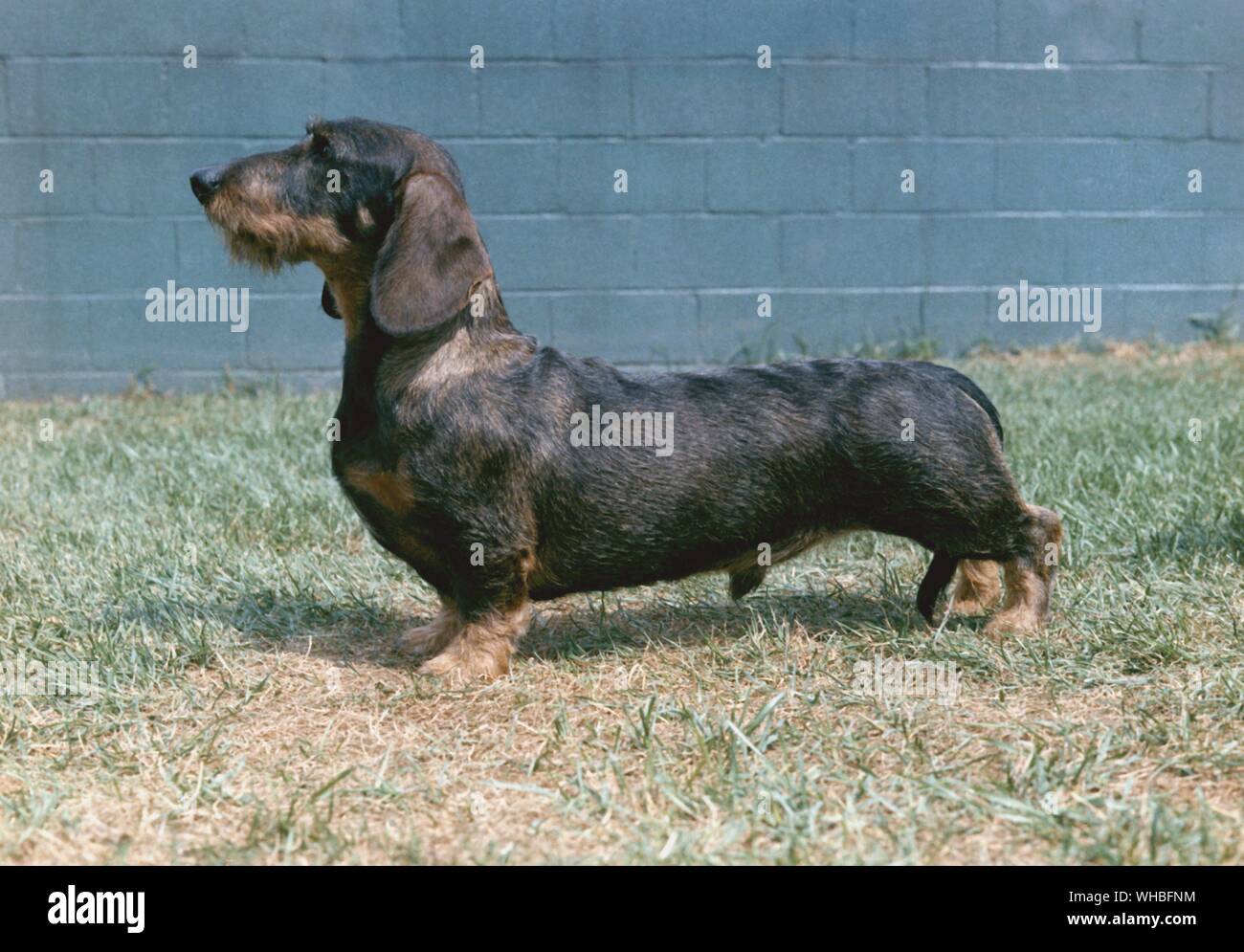 Wire haired dachshund is a short-legged, elongated dog breed of the hound family. CH. Westphal's Shillalah Stock Photo