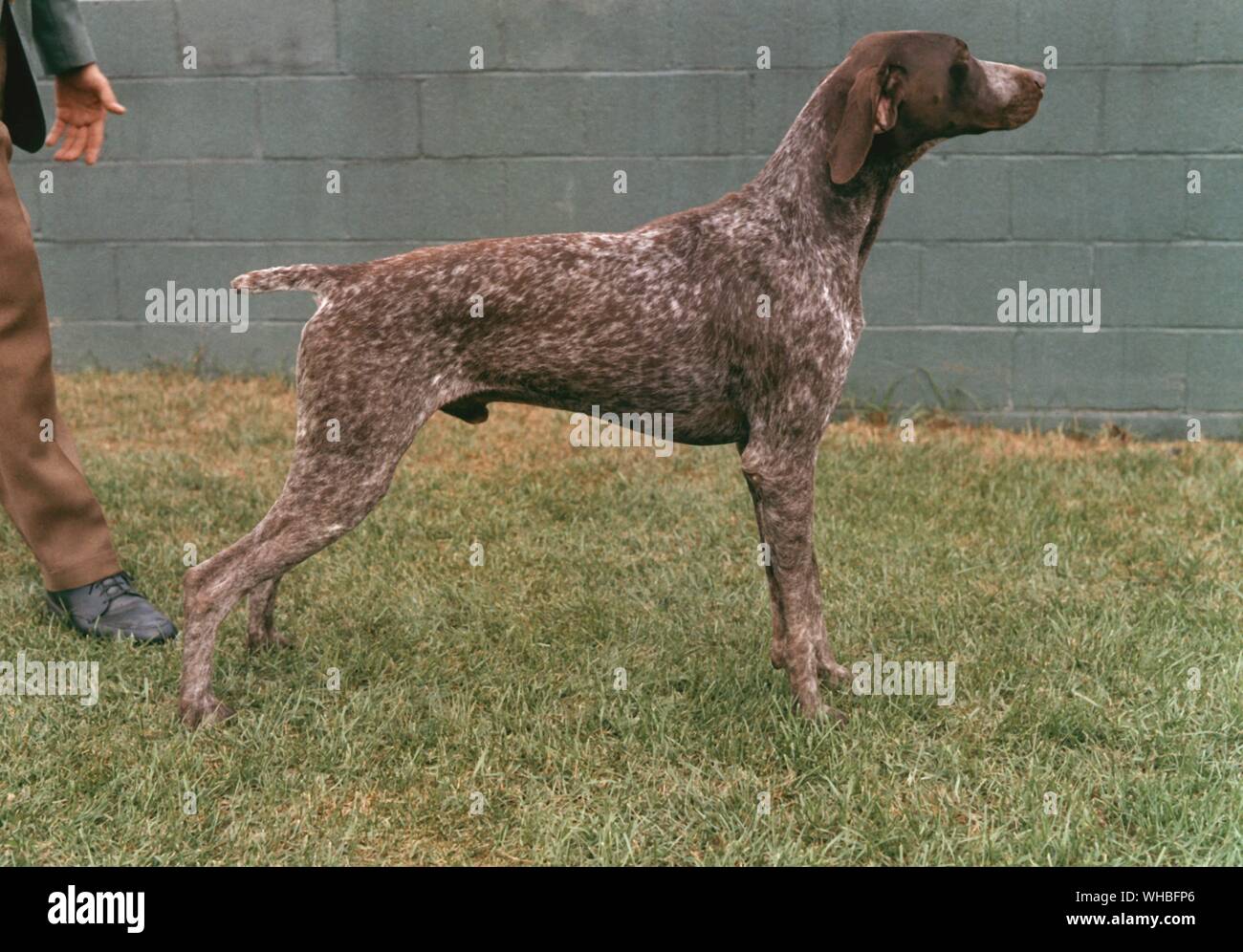 German Shorthaired Pointer Stock Photo