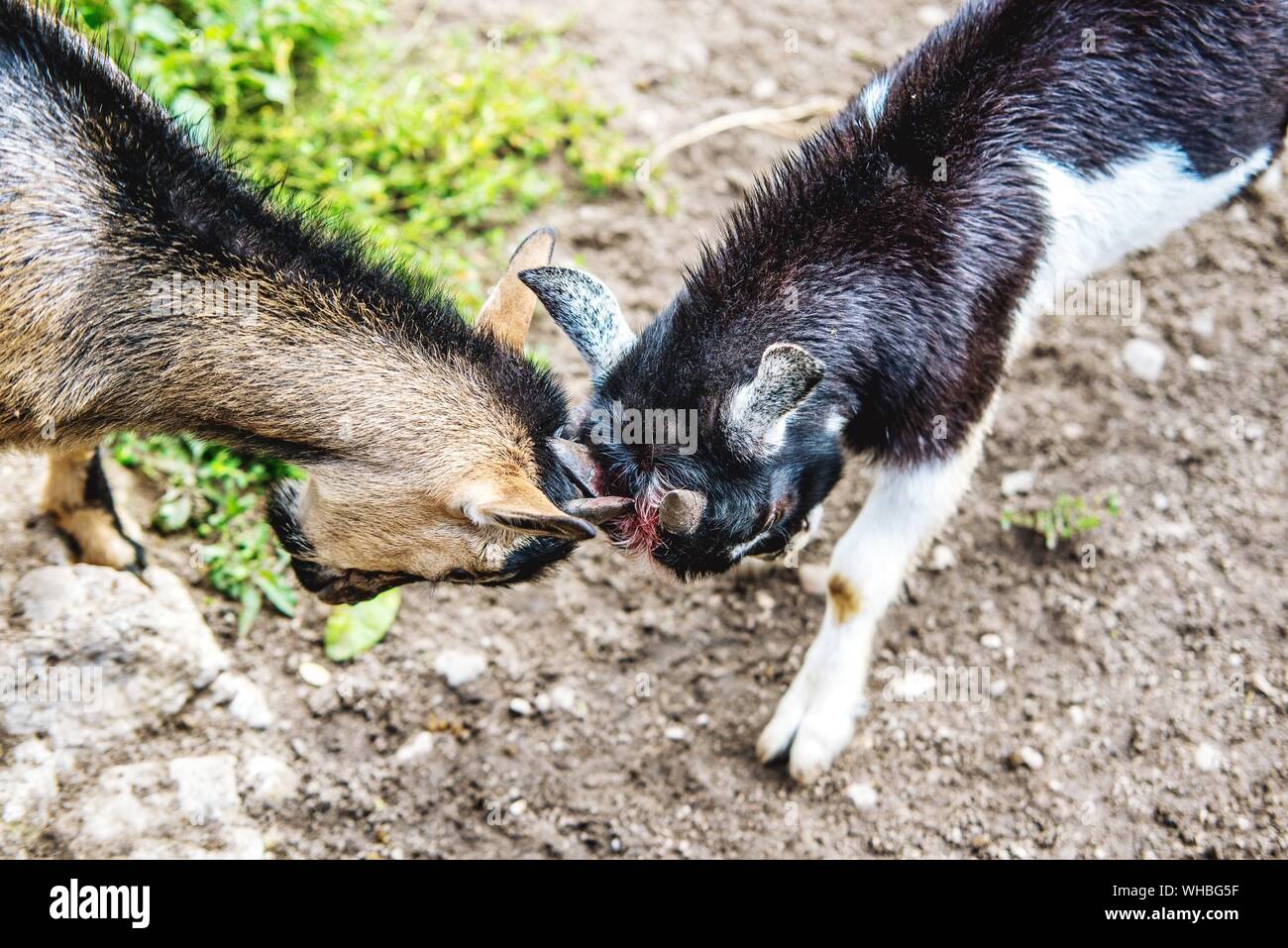 Goat Clashing Fighting Goats High Resolution Stock Photography and Images - Alamy