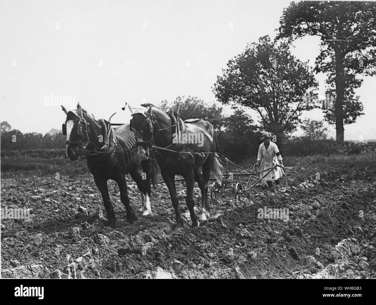 A woman ridge-ploughing in the potato fields Stock Photo