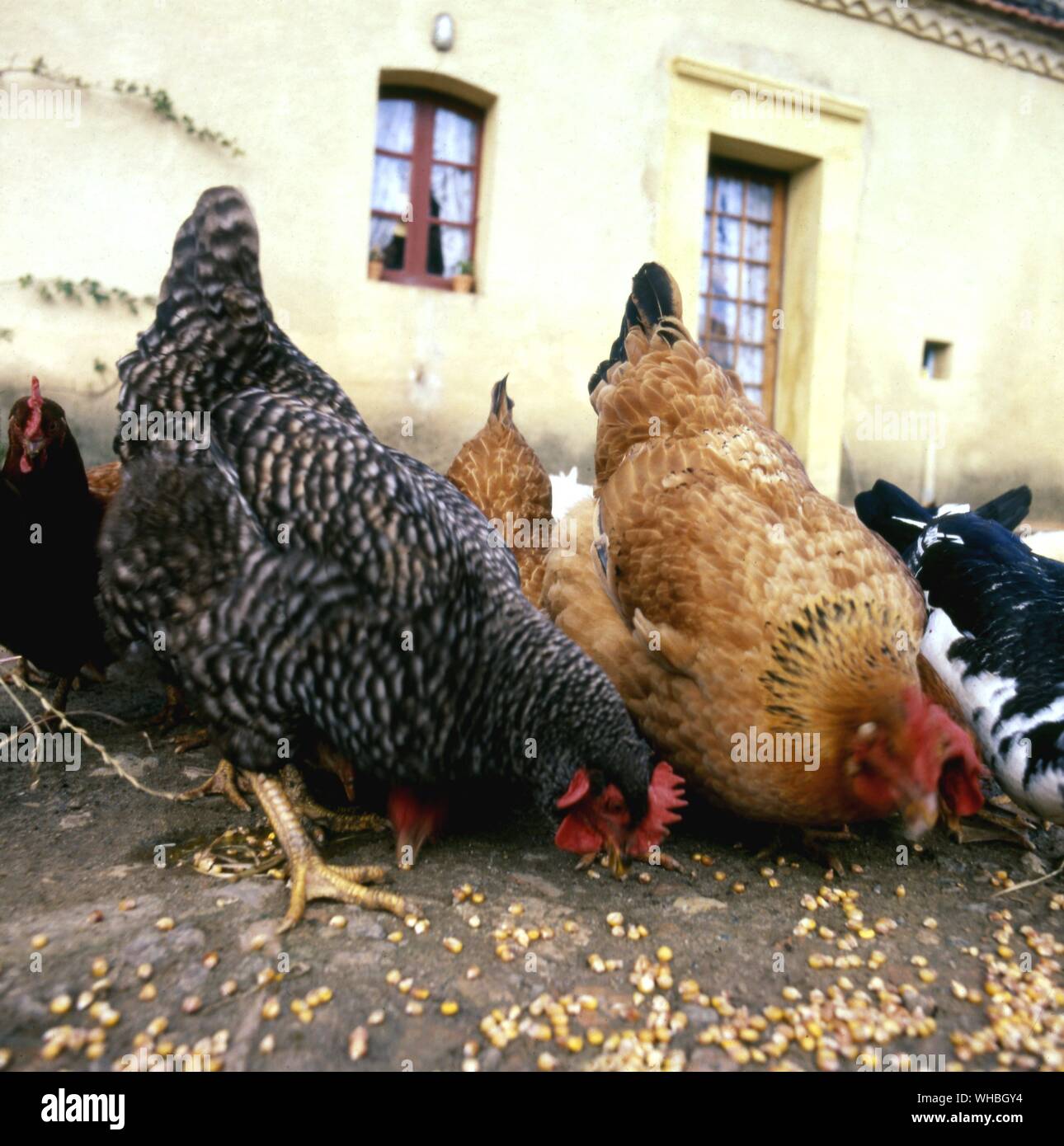 Hens. Stock Photo