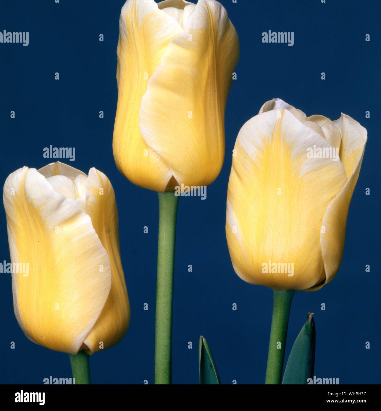 Tulips - Tulipa Sweet Harmony. Stock Photo