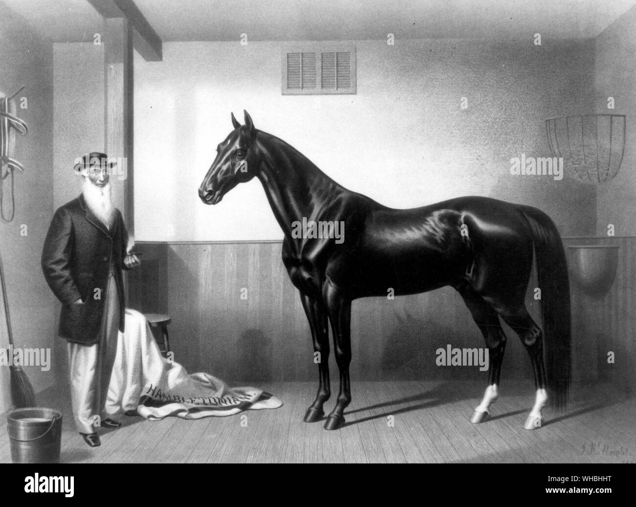 William Rysdyk's Hambletonian 1865, Father of the Trotting Horse. His employer, Seeley, acquired a Charles Kent Mare, which had been permanently injured and was used only for breeding. Sired by Bellfounder, she was of Norfolk Trotter ancestry, a breed noted for its smooth gait. Seeley bred his mare to Abdullah, who was a grandson of Messenger, but a mean and ugly horse. The offspring of the Charles Kent Mare and Abdullah was a bay colt who was to be a keystone in the future of harness racing.. Rysdyk persuaded his employer to sell him the colt and named him Hambletonian. In all, Hambletonian Stock Photo