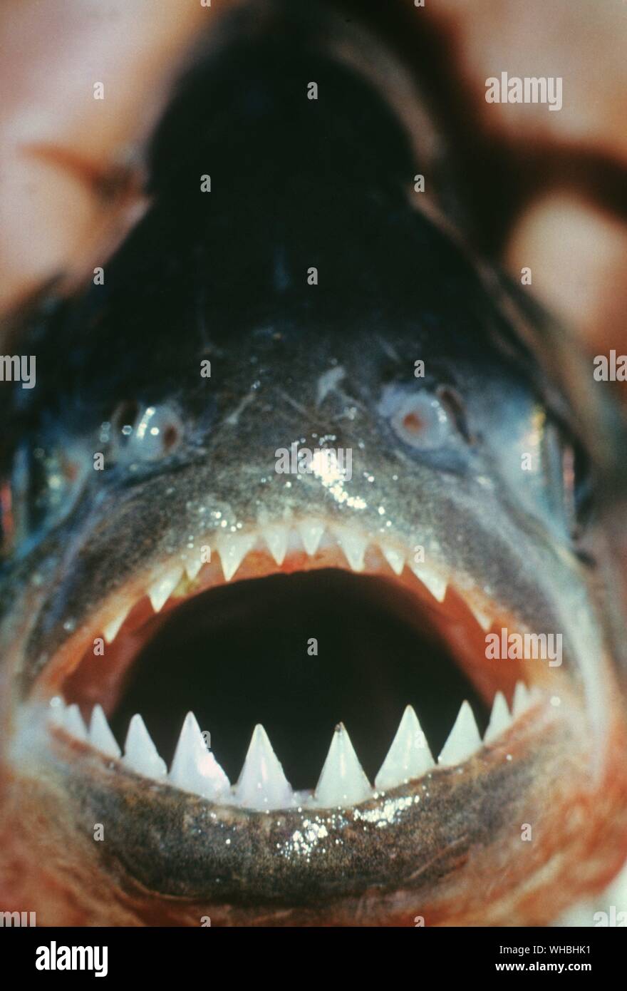 Piranha : member of the family of omnivorous freshwater fish which live in South American rivers shows its sharp teeth Stock Photo