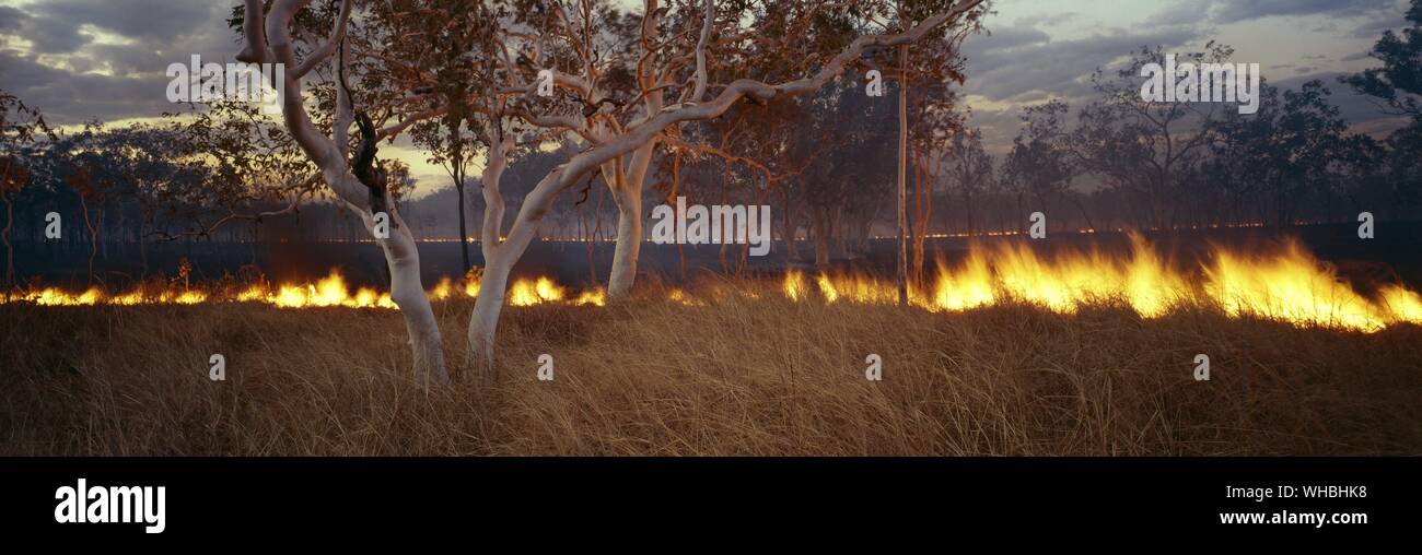 Bushfires are part of a natural regeneration process but can also be the result of arson or drought Stock Photo
