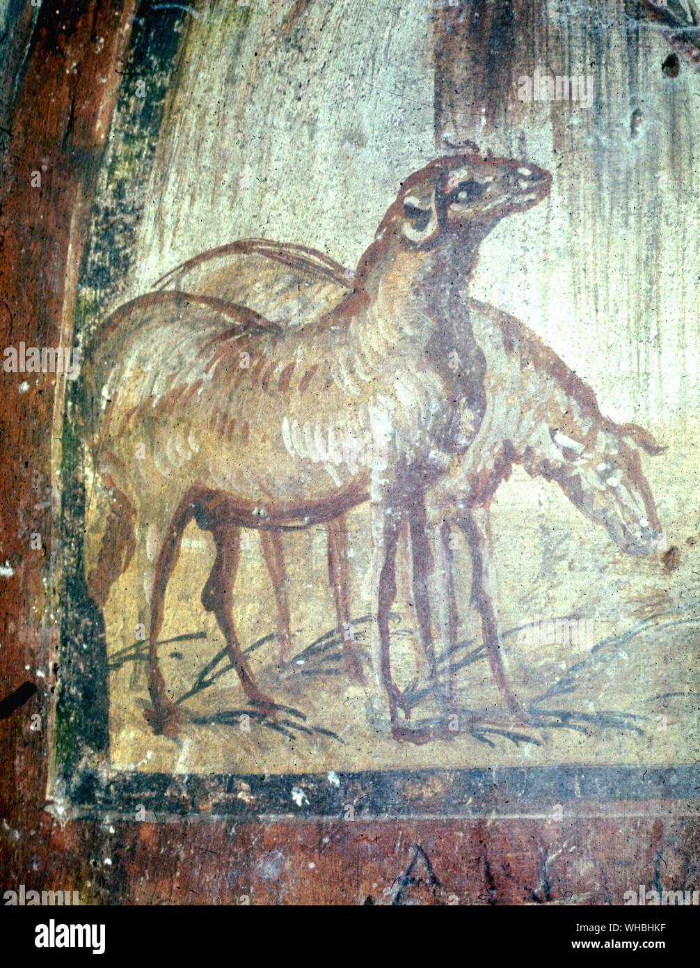 Lambs part of a fresco from the mid 4th Century in the Catacombs of Rome , Italy Stock Photo
