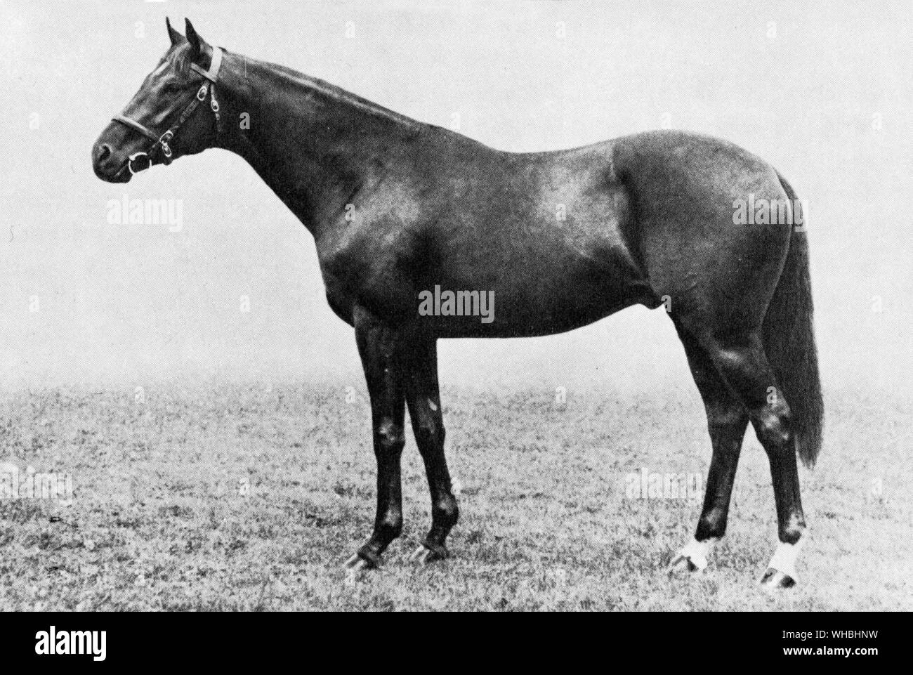 Nearco . one of the best horses ever bred in Italy , and one of the most influential sires ever bred anywhere . His sons include Amerigo ( Sire of Marcy ) , Dante , Mossborough ( Sire of Ballymoss ) , Nasrullah , Nearctic ( Sire of Northern Dancer ) , Nimbus and Sayajirao . Nasrullah's sons include Bold Ruler ( Sire of Bold Lad and Stupendous ) , Grey Sovereign , another outstanding sprinting stallion , Nashua , Nearula , Never Bend , Never Say Die , Princely Gift , Red God and Royal Charger . Stock Photo