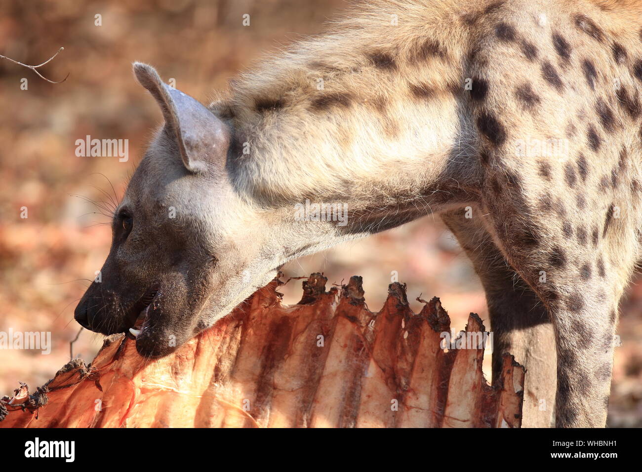 Hyena Eating Dead Animal On Sunny Day Stock Photo - Alamy