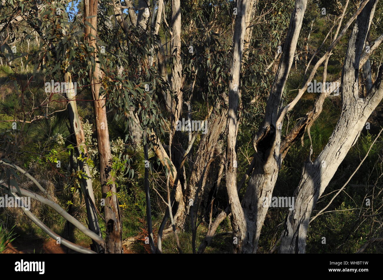 Eucalyptus trees and bushland, dense undergrowth in the forest,  Whistlepipe Gully Walk, Mundy Regional Park, Kalamunda, Western Australia, Australia Stock Photo