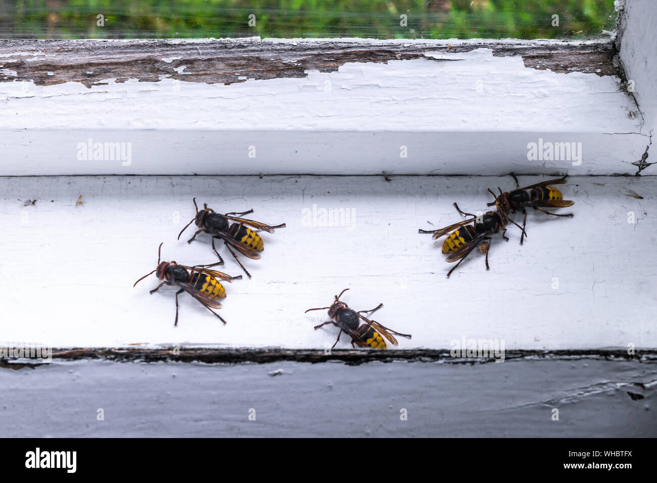 Few huge and scary looking European hornets (Vespa crabro) stuck between two white windows at countryside Stock Photo