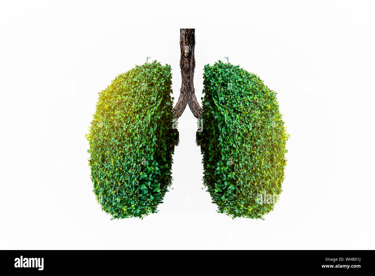 Lung green tree-shaped images, medical concepts, autopsy, 3D display and animals as an element Stock Photo