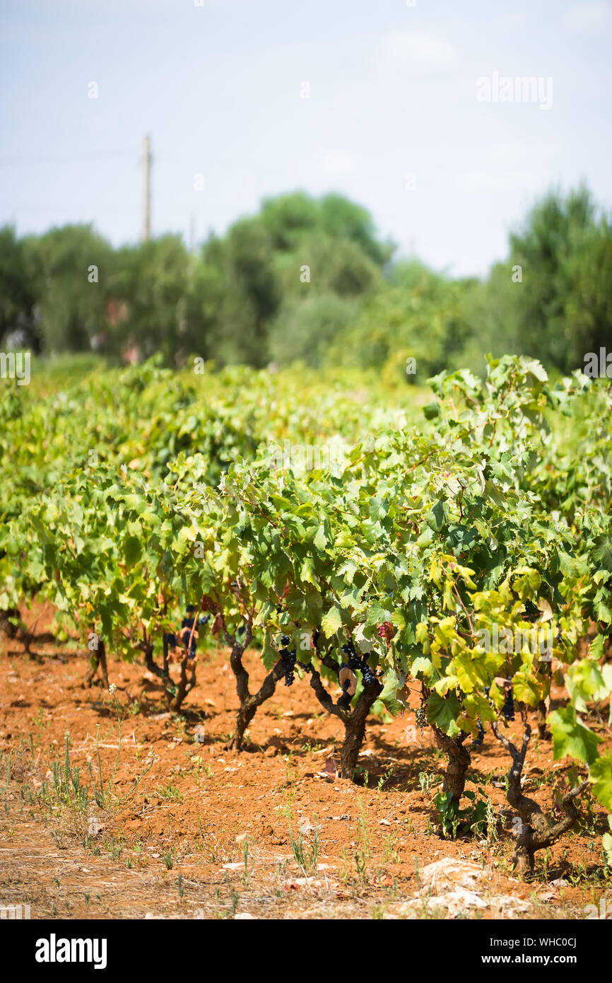 Vineyard of grapes of variety Primitivo di Manduria. Primitivo is a