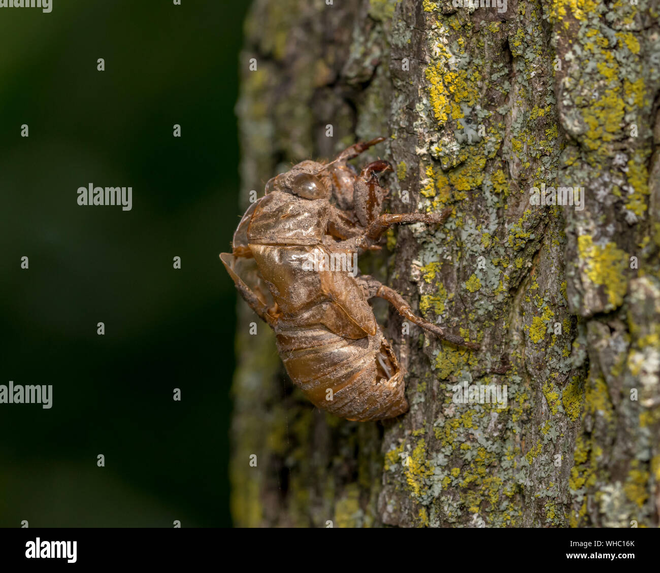 Closeup of Cicada exoskeleton, body skin, or shell hanging on tree bark Stock Photo