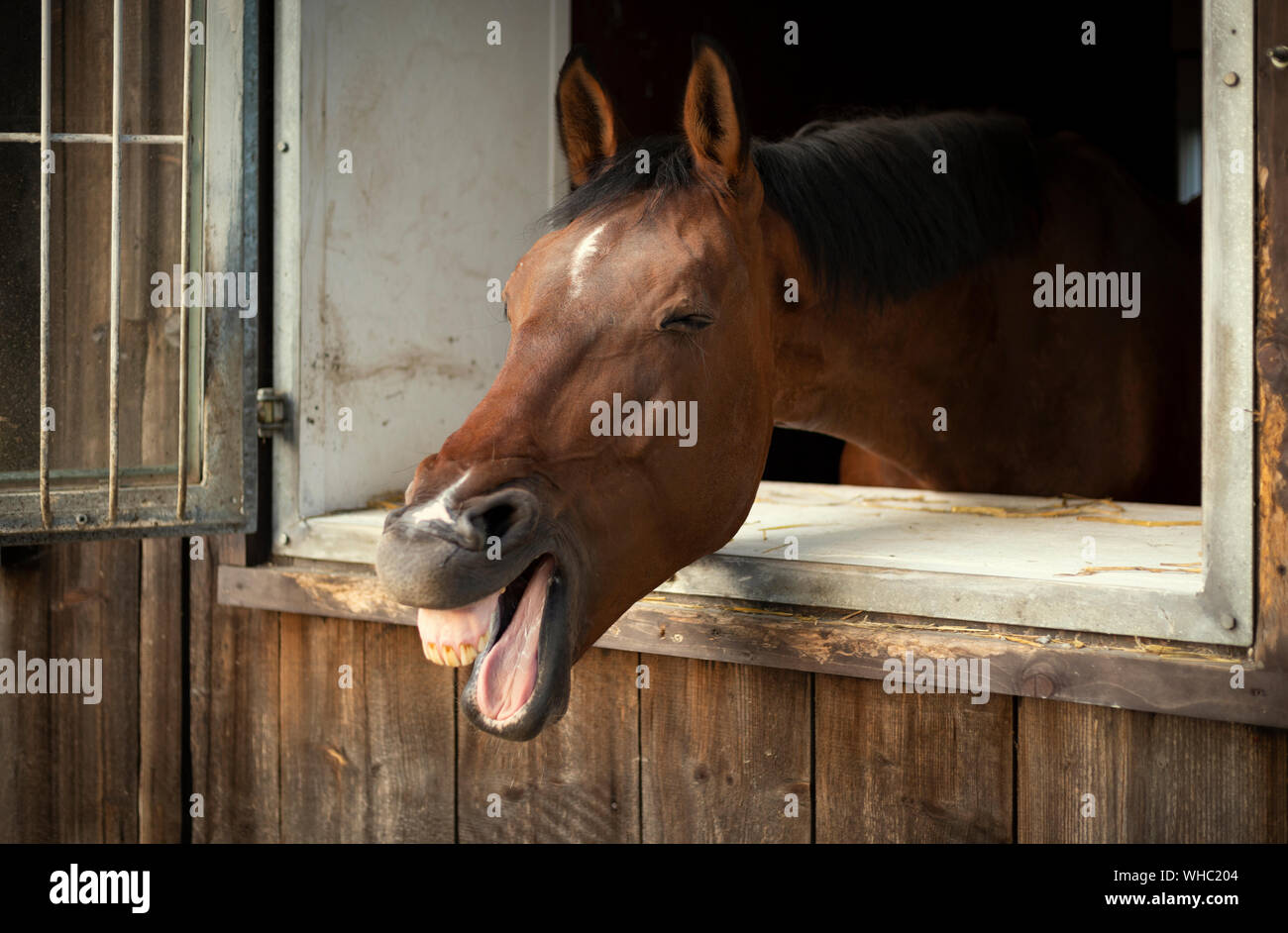 Funny horse laughing Stock Photo
