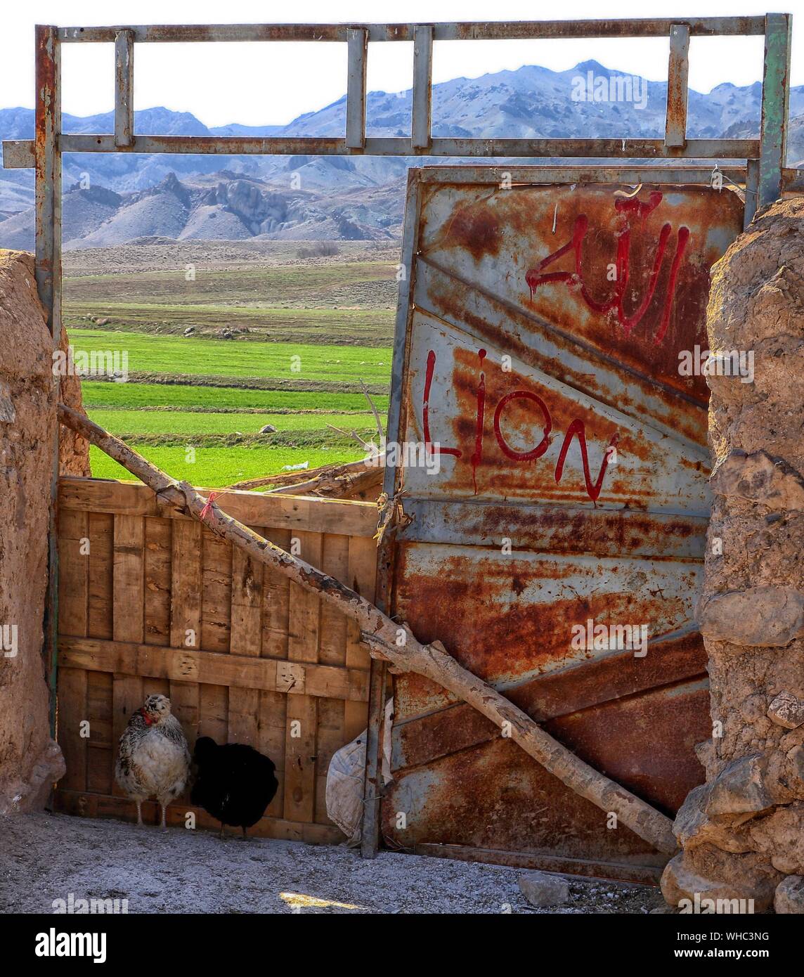 Chickens By Old Gate At Farm Stock Photo Alamy