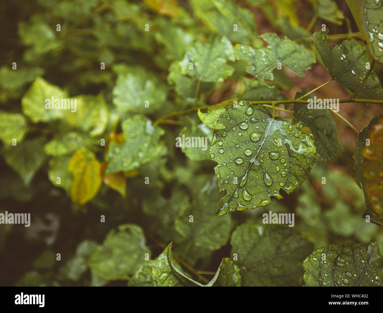 green leafs and water drops macro image photography Stock Photo