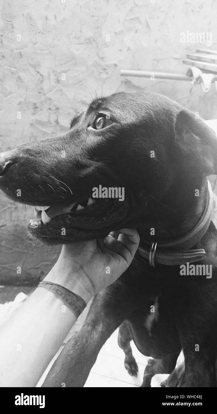 Owner stroking dog hires stock photography and images Alamy