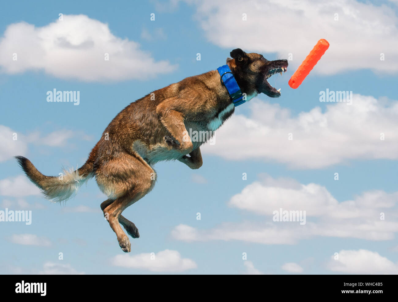 malinois dock diving