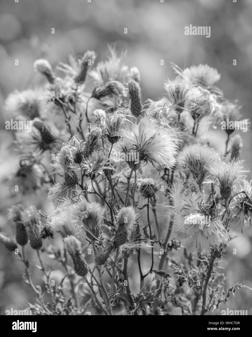 B&W close-up shot of feathery thistledown of Field Thistle / Creeping Thistle - Cirsium arvense. Species is a noxious troublesome agricultural weed. Stock Photo