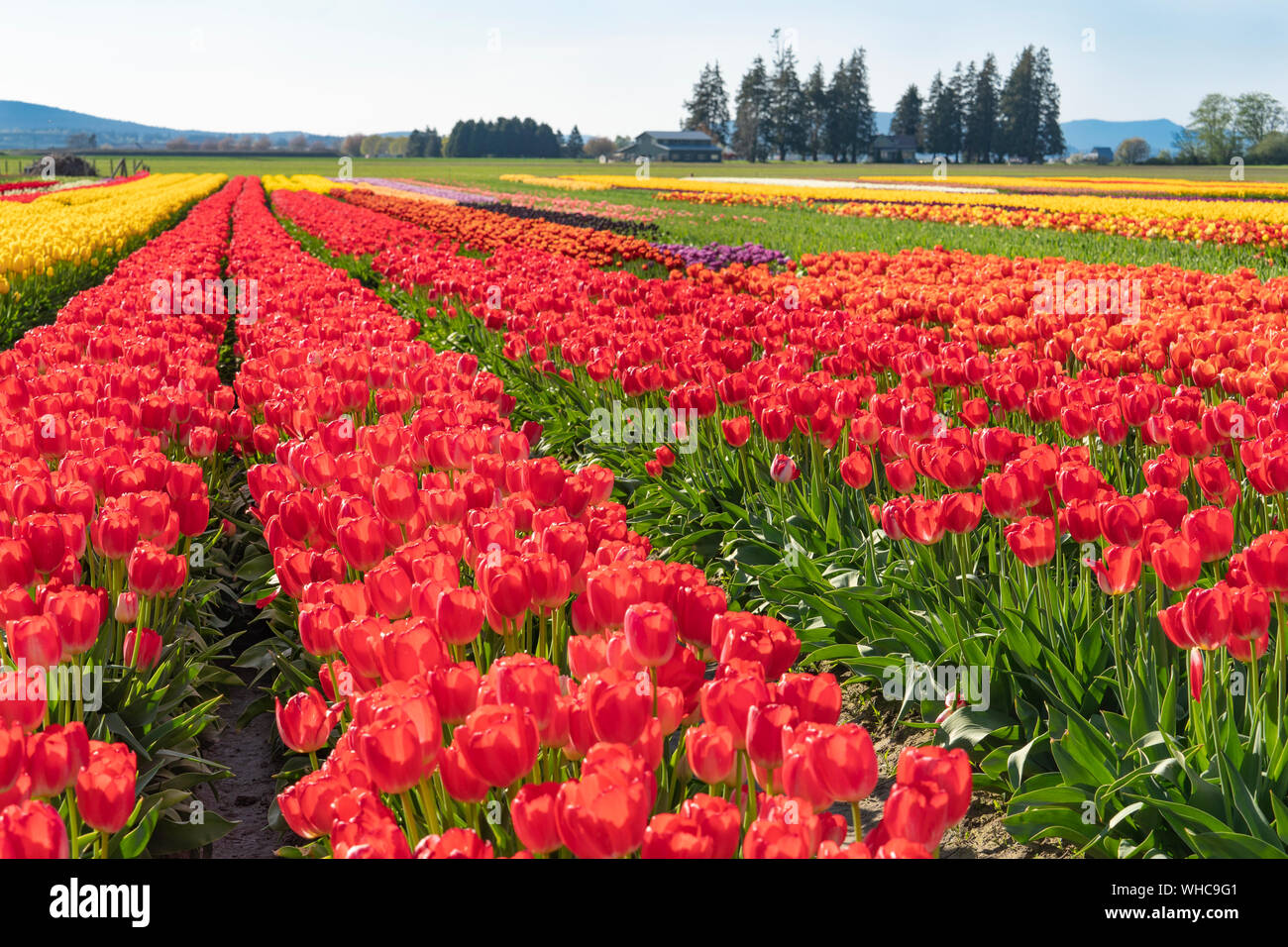 Bright multicolored tulip field landscape Stock Photo Alamy