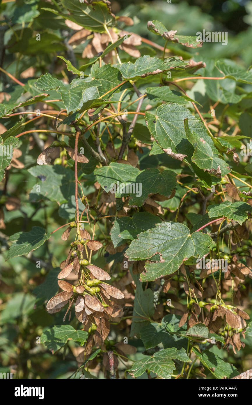 Acer pseudoplatanus / Sycamore seeds leaves. Sycamore is a member of