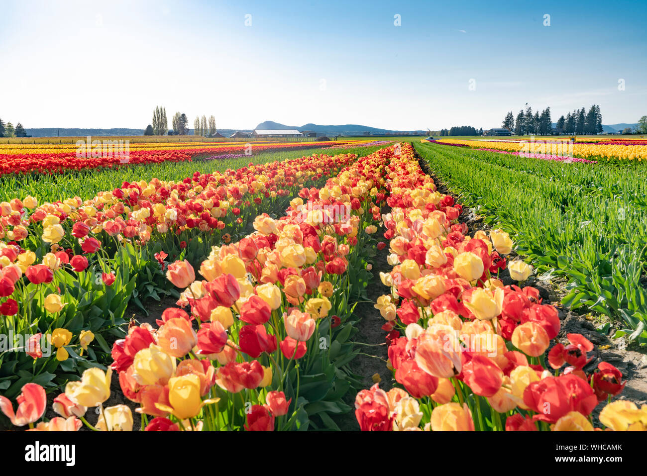 Bright multi-colored tulip field landscape. Stock Photo