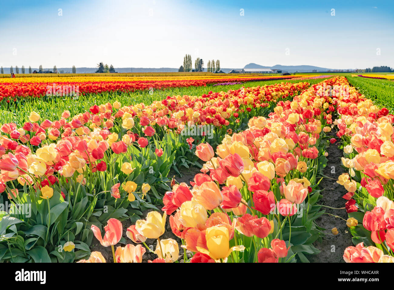Bright multi-colored tulip field landscape. Stock Photo