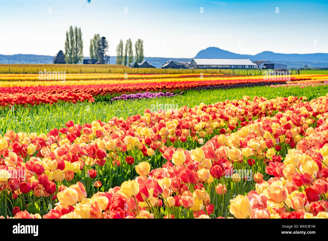 Bright multi-colored tulip field landscape. Stock Photo