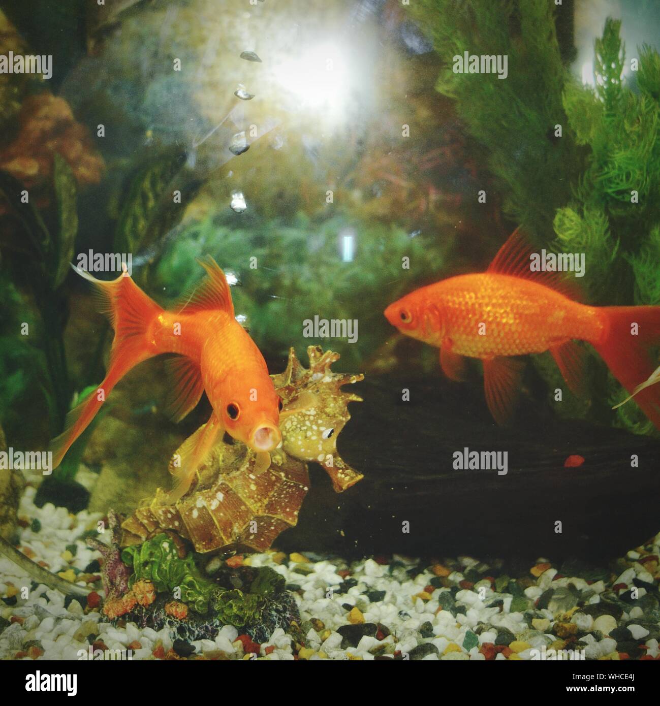 Goldfish In Tank Stock Photo Alamy