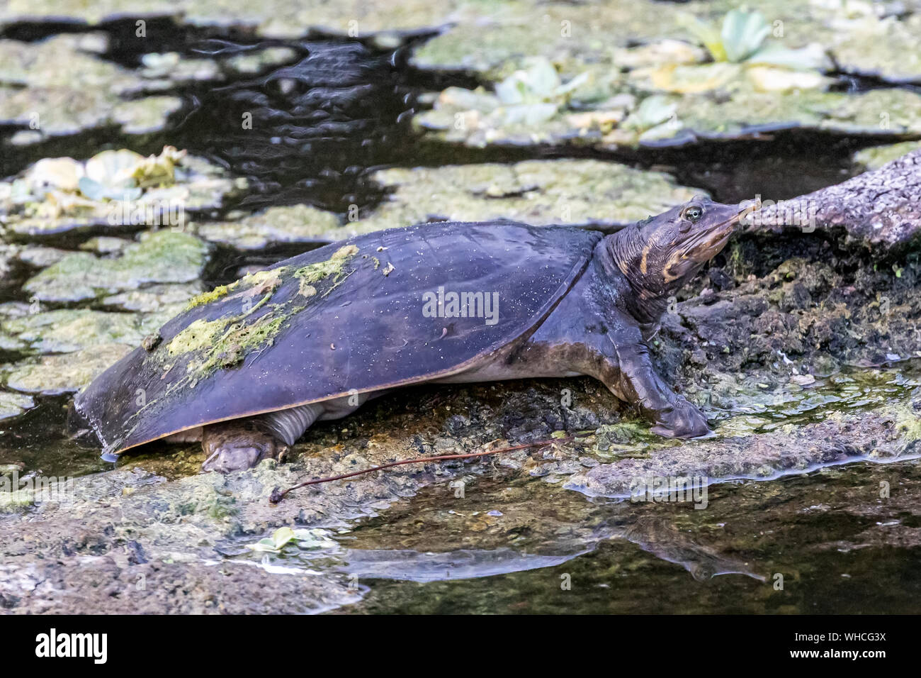 Florida soft shell turtles hi-res stock photography and images - Alamy