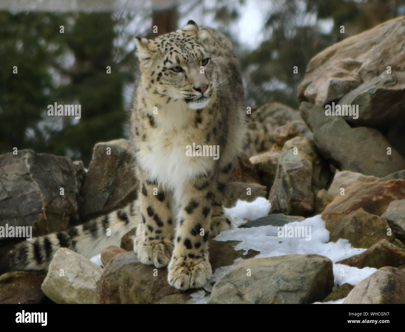 Snow Leopard Standing On Rock High Resolution Stock Photography And Images Alamy Snow Leopard Standing On Rock High Resolution Stock Photography And Images Alamy