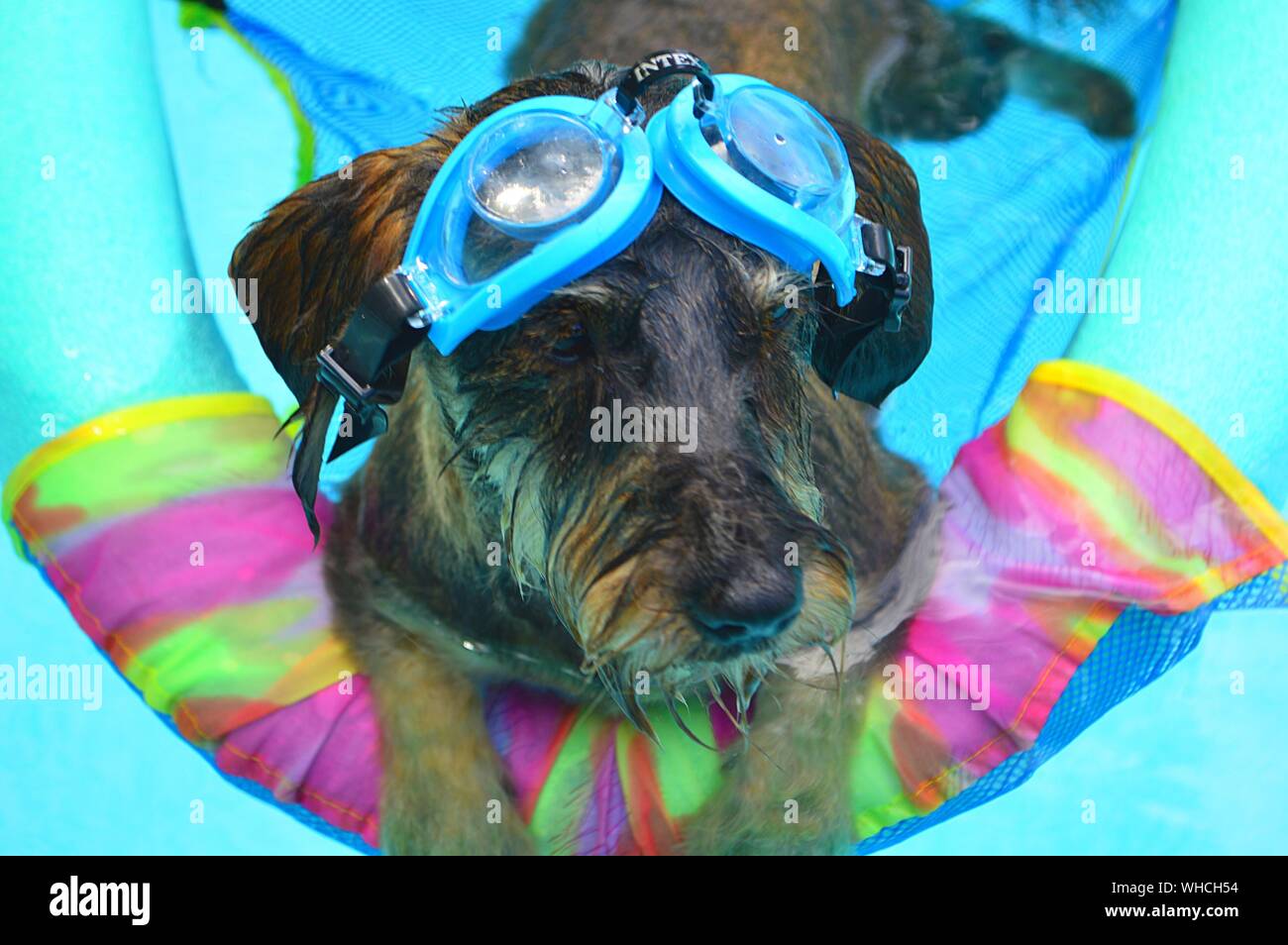Dog wearing goggles hires stock photography and images Alamy