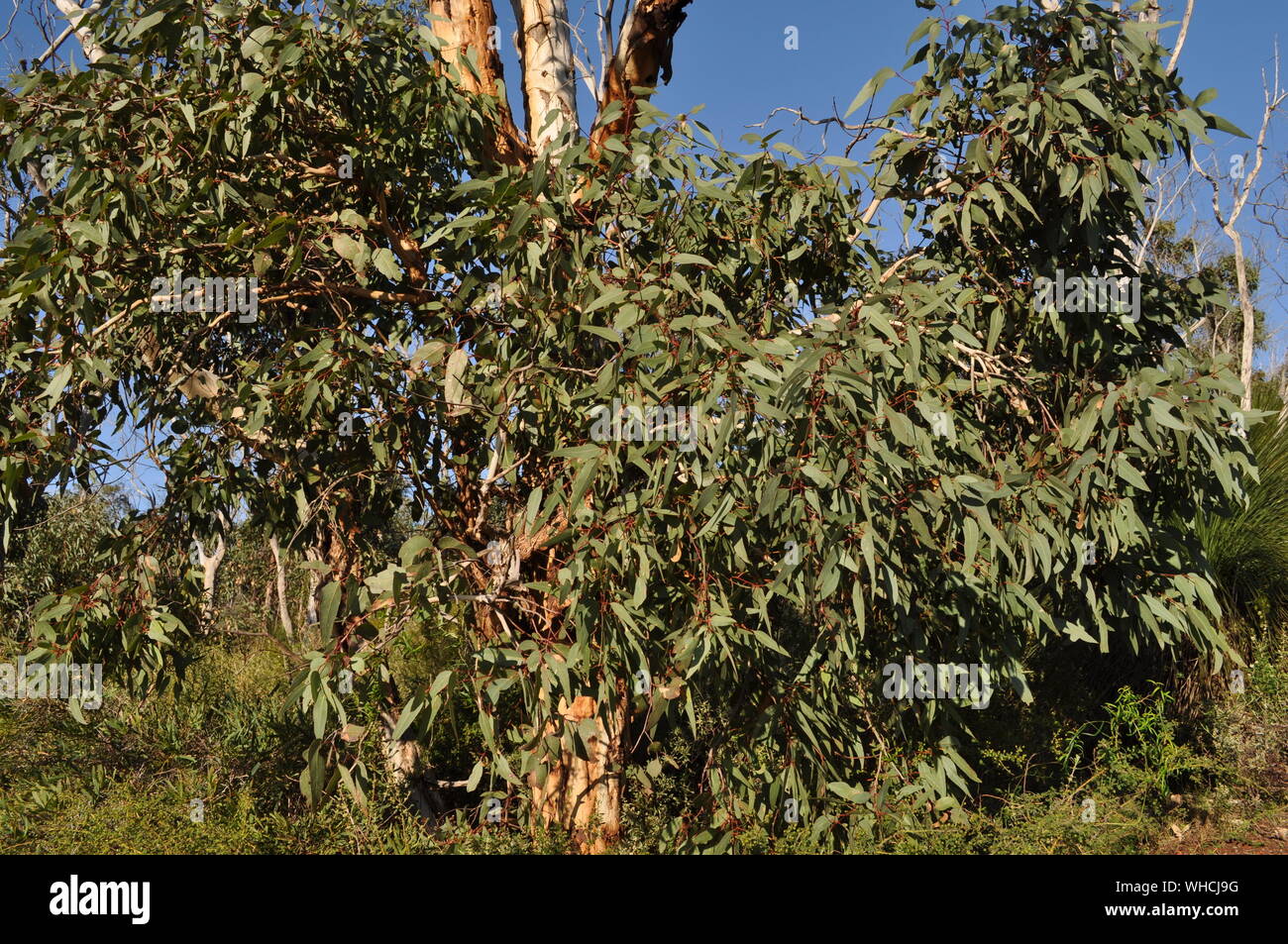 Eucalyptus tree, detail,  on the Whistlepipe Gully Walk, Mundy Regional Park, Perth Hills, Western Australia, Australia Stock Photo
