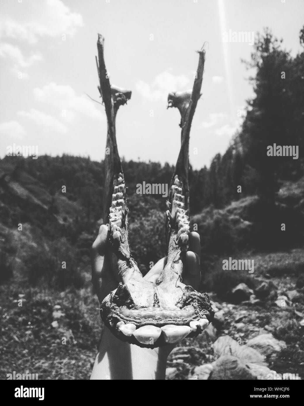 The jaw bone human hires stock photography and images Alamy