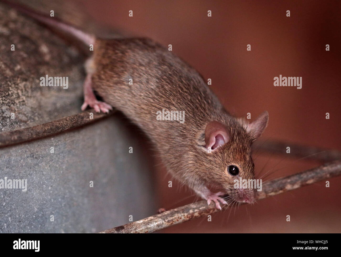 House Mouse (mus musculus) male Stock Photo