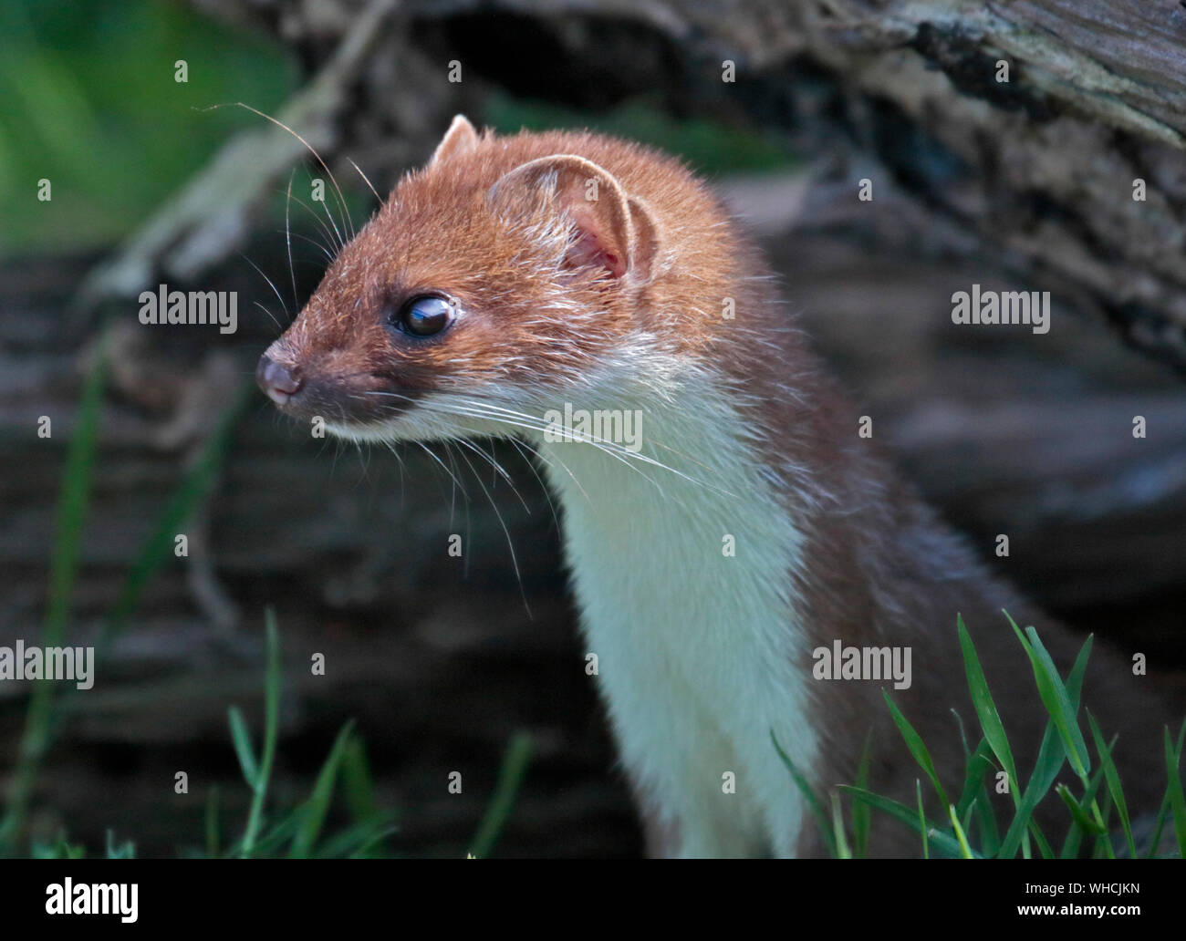 Stoats and weasels hi-res stock photography and images - Alamy