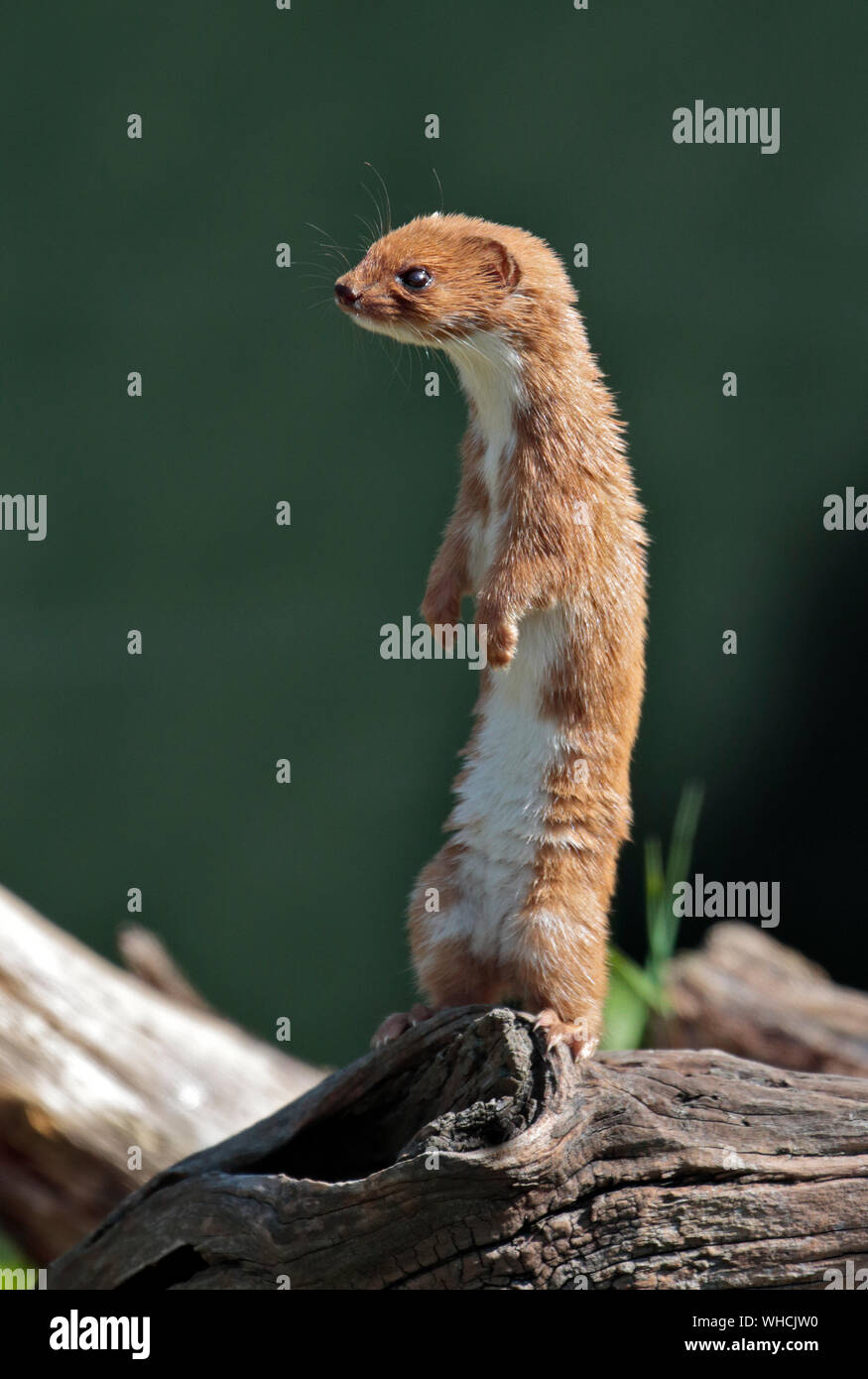 Least Weasel (mustela nivalis) Stock Photo