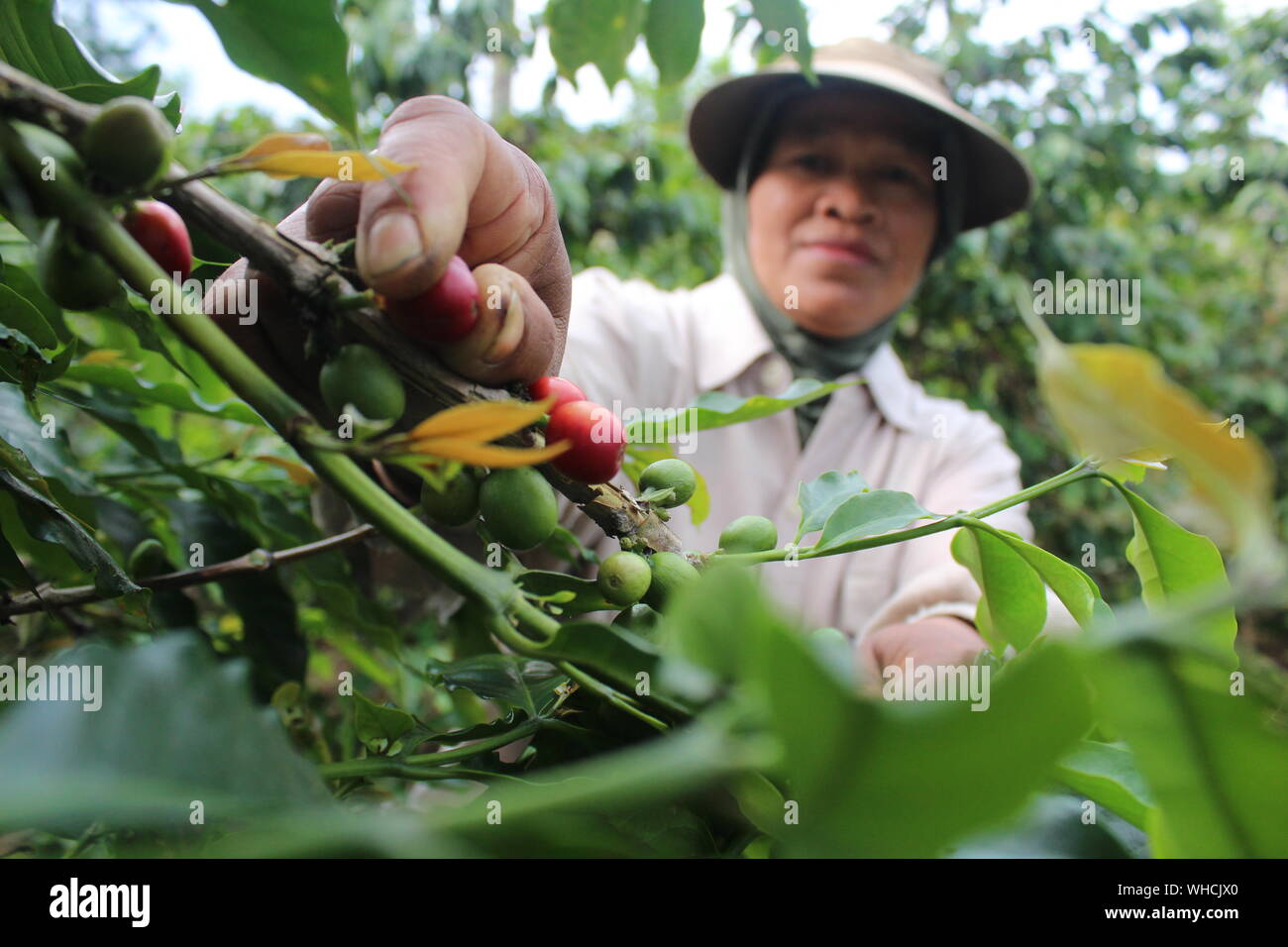 SUMATRA COFFEE A coffee picker is picking red coffee beans in a Sumatra