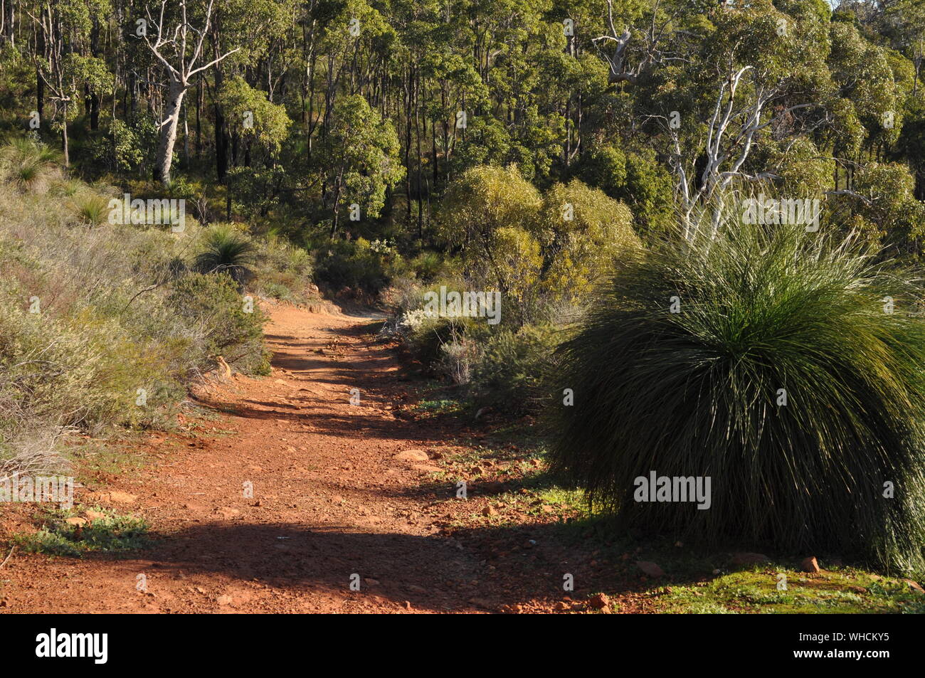 Red dirt track and bushland, Whistlepipe Gully Walk, Mundy Regional Park, Perth Hills, Western Australia, Australia Stock Photo
