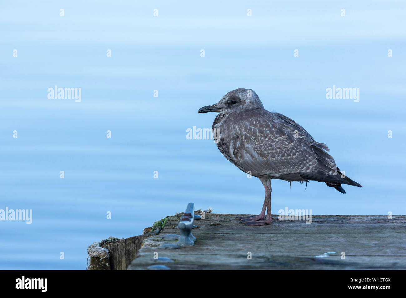 Young Seagull On A Dock Stock Photo
