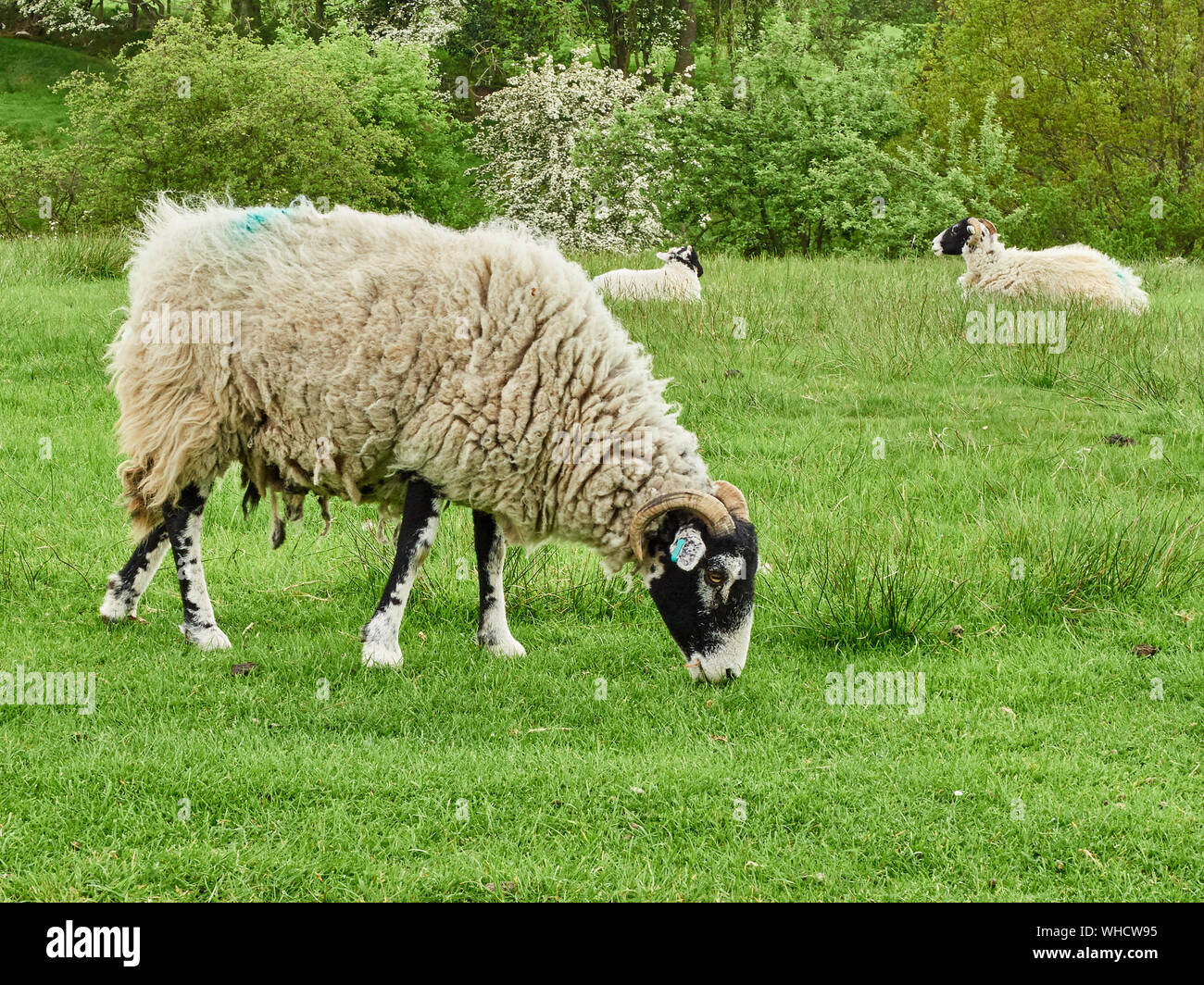 A sheep grazing on open pasture land, common land Stock Photo